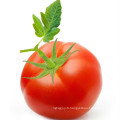 Poudre De Tomate Avec Une Bonne Saveur